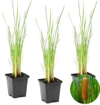 Produktbild von Bloomique - 3er Set - Typha Latifolia - Breitblättriger Rohrkolben - Teichpflanzen Winterhart - Wasserpflanzen - Zone 2-3 - Höhe 15-25 cm - Topf 9 cm