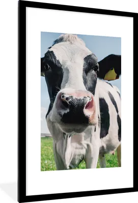Produktbild von MuchoWow® Gerahmtes Poster Kuh - Wiese - Natur - Tiere - Gras 60x90 cm - Poster mit Schwarzem Bilderrahmen Wandposter Rahmen Foto Bilder - Dekoration - Wandposter Wohnzimmer - Hochwertig