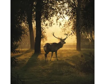 Produktbild von Glasbild Deer & Sun GLA1818 50x50 cm
