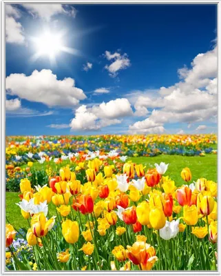 Produktbild von Wallario Wandbild Tulpenwiese unter blauem Himmel, Größe: 40,30 x 50,30 cm, Poster mit weißem Aluminiumrahmen