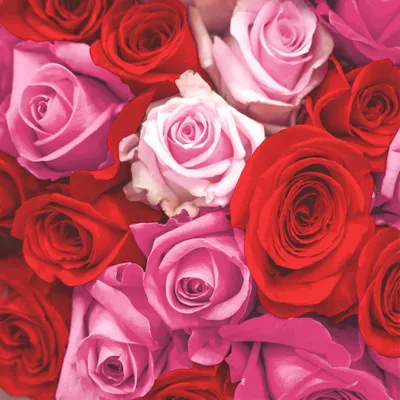 Produktbild von Servietten 33x33 cm - Rose essence