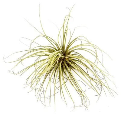 Produktbild von Gardners Tillandsia magnusiana