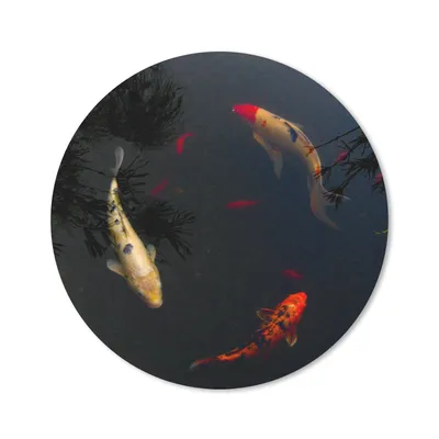 Produktbild von MuchoWow® Mauspad Mousepad Eine Gruppe von Koi-Karpfen, die im Kreis schwimmen 30x30 cm - Mousepads - Maus Mat - Pad - Mausunterlage - Tischunterlage - Schreibtischmatten