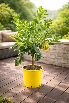 Immagine prodotto di Pianta "Mano di Buddha" 70–100 cm – Limone a dita, limone a dita, albero esotico di Citrus medica per balconi, terrazze e giardini