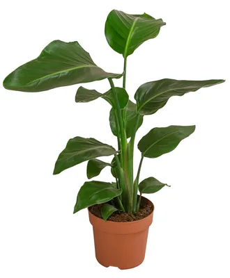 Produktbild von Dehner Baumstrelitzie Nicolai, große grüne Blätter, ca. 60 cm, Ø Topf 17 cm, Zimmerpflanze