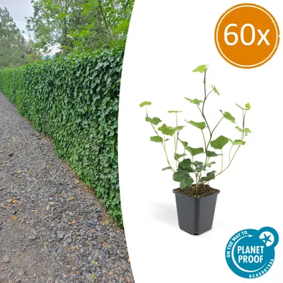 Image de Hedera Hibernica | 60 pièces - 10-25cm - Ø9cm - Plante de jardin