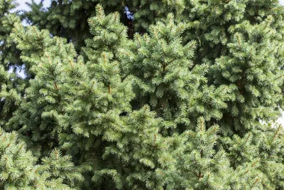 Zdjęcie produktu dla Picea abies, świerk pospolity, 60-80 cm