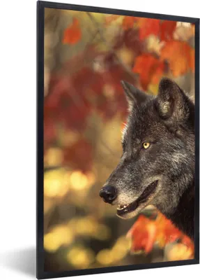 Produktbild von MuchoWow® MuchoWow® Gerahmtes Poster Wolf - Nahaufnahme - Blätter 60x90 cm - Poster mit zchwarzem Bilderrahmen - Kunst