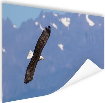 Produktbild von MuchoWow® Poster Amerikanischer Seeadler - Adler - Fliegen - Flügel - Vögel 180x120 cm - Fotoplakat