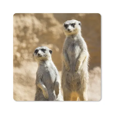 Produktbild von MuchoWow® Mauspad Mousepad Felsen - Erdmännchen - Tiere 20x20 cm - Mousepads - Maus Mat - Pad - Mausunterlage - Desk Mat - Bureauartikeln
