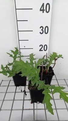 Immagine prodotto di 6 x Echinops bann. 'Taplow Blue' - Kugeldistel - Topf 9 x 9 cm