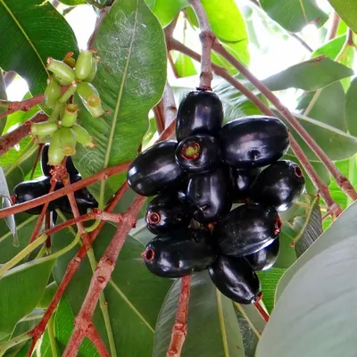 Produktbild von Jambolan (Syzygium cumini) - 3 gekeimte Samen