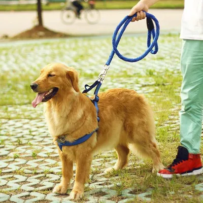 Immagine prodotto di Guinzaglio + pettorina + collare Easy Blue L