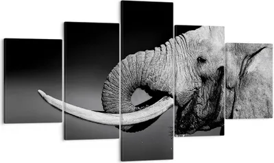 Produktbild von Bild auf Leinwand - Leinwandbild - Elefant Stoßzahn Natur - 125x70cm - Wand Bild - Wanddeko - Leinwanddruck - Bilder - Kunstdruck - Wanddekoration - Leinwand bilder - Wandkunst - EA125x70-3443