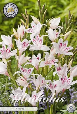 Artikelbild 2 von 'Gladiole Nanus Nymph (10 Stück)' aus der Kategorie Gladiolenzwiebeln