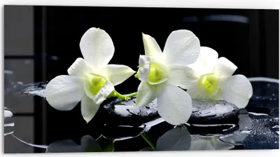 Produktbild von DEQORI Küchenrückwand Glas 80x40 cm 'Orchidee mit Zen-Steinen' Spritzschutz Bad Rückwand