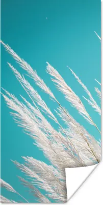 Produktbild von MuchoWow® Poster Pampasgras - Pflanze 60x120 cm - Wandschmuck