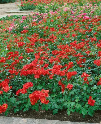 Produktbild von Rosa 'La Sevillana', Containerrose, leuchtend rot, 5-7,5 Liter Container