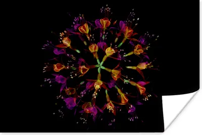 Produktbild von MuchoWow® Poster Blumen - Orange - Rosa - Schwarz 30x20 cm - Plakate - Print