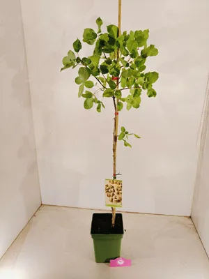 Produktbild von Set mit 2 Pistachia vera – männlich und weiblich – Pistazienbaum – Höhe 100cm – 5 Liter Topf
