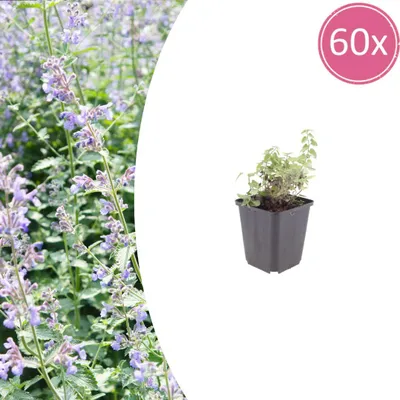 Image de Nepeta faassenii | 60 pièces - 10-25cm - Ø9cm - Plante de jardin