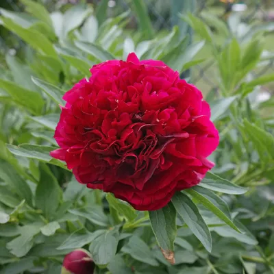 Produktbild von Bauerngarten Pfingstrose - Paeonia officinalis 'Rubra Plena' | im Container
