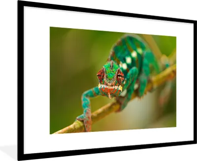 Produktbild von MuchoWow® MuchoWow® Gerahmtes Poster Chamäleon beobachten 90x60 cm - Poster mit zchwarzem Bilderrahmen - Wanddekoration - Fotos