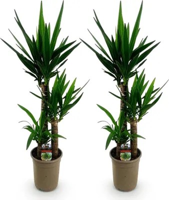 Zdjęcie produktu dla Palma Yucca Elephantipes – 2 rośliny – 100 cm – 21 cm – Łatwe w pielęgnacji palmy o długich, wąskich liściach – Wytrzymały duet roślin doniczkowych do nowoczesnych i klasycznych wnętrz