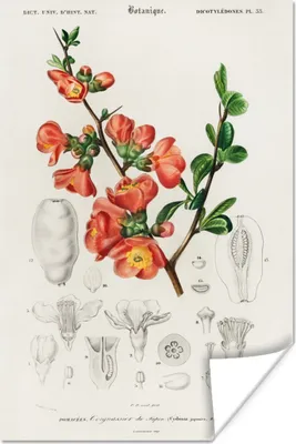 Produktbild von MuchoWow® Poster Pflanze - Jahrgang - Botanica 120x180 cm - Kunstposter