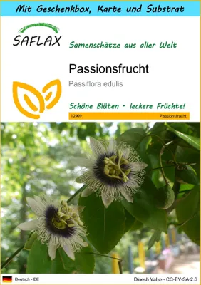 Produktbild von SAFLAX - Geschenk Set - Purpurgranadilla - 40 Samen - Mit Geschenk- / Versandbox, Versandaufkleber, Geschenkkarte und Anzuchtsubstrat - Passiflora edulis
