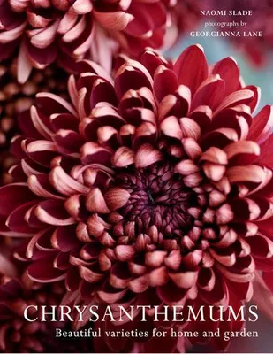 Obrázok produktu pre Chrysanthemums Hb