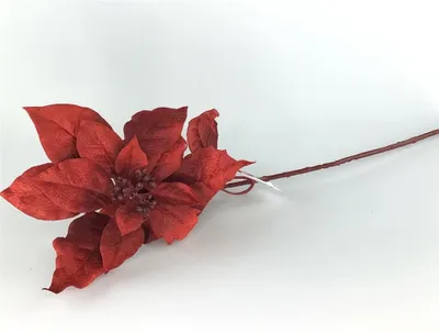 Produktbild von Formano Weihnachtsstern bordeaux