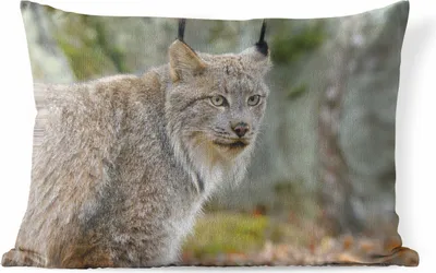 Produktbild von MuchoWow® Outdoor Kissen - Luchs - Wald - Grau - 50x30 cm - Wetterfest - Lounge Kissen - Sofa kissen - Wohnzimmer Dekoration