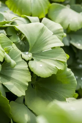 Produktbild von Ginkgo biloba 'Globus', Fächerblattbaum, kompakt, 40–60 cm