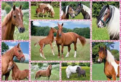 Zdjęcie produktu dla Schmidt Spiele 4056269, Animals, 7 lat(a)