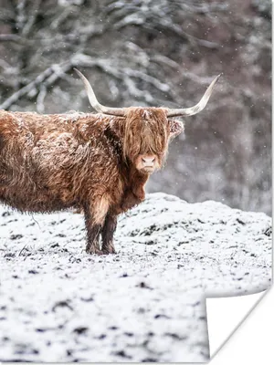 Produktbild von MuchoWow® Poster Schottischer Highlander - Baum - Schnee 90x120 cm - Wohnzimmer