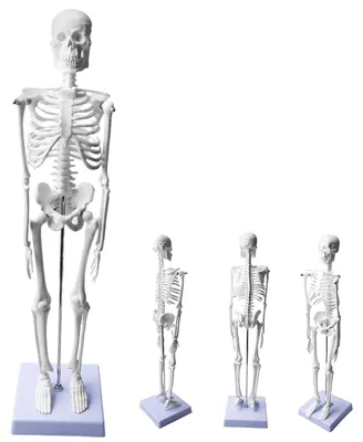 Skelettmodell 45 cm, Anatomie-Modell mit beweglichen Armen und Beinen