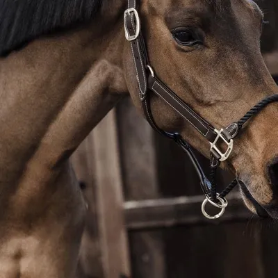 Obrázok produktu pre Kentucky Horsewear kožené lano na ohlávku