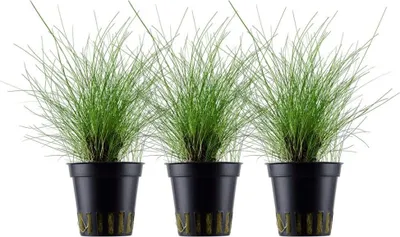 Produktbild von Aquarium Pflanze 3 Stück Eleocharis parvula Wasserpflanze AquaOne Nr.332C Set