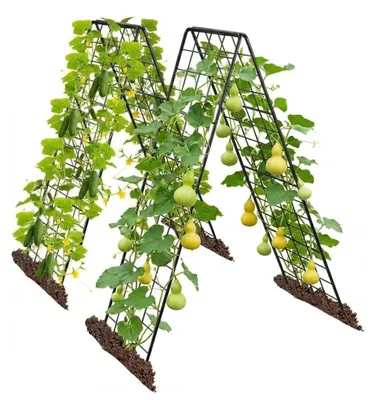 Image de Support pour tomates et concombres - Treillis de jardin en forme de A - Lot de 2 - 100 cm - Métal - Pour plantes grimpantes, légumes et fruits