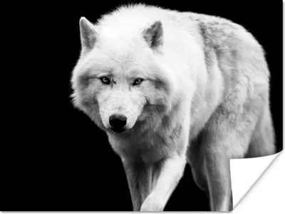 Produktbild von MuchoWow® Poster Wolf - Tier - Schwarz - Weiß 160x120 cm - Foto Plakat