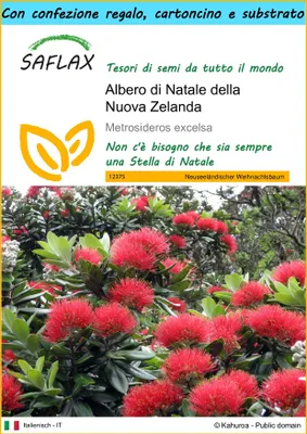 Immagine prodotto di SAFLAX Set regalo - Albero di Natale della Nuova Zelanda - 300 semi - Metrosideros