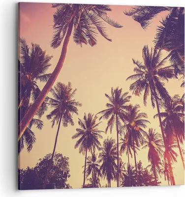 Produktbild von Bild auf Leinwand - Leinwandbild - Einteilig - Palmen Himmel Sonne - 70x70cm - Wand Bild - Wanddeko - Wandbilder - Leinwanddruck - Bilder - Wanddekoration - Leinwand bilder - Wandbild - AC70x70-4220