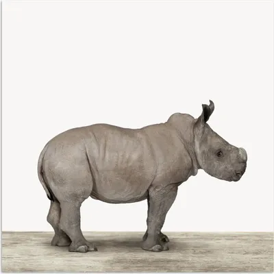 Produktbild von MuchoWow® Poster Rhinozeros - Tiere - Jungen - Mädchen 75x75 cm - Wand Dekoration