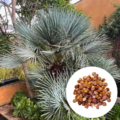 Zdjęcie produktu dla Nasiona palm - zestaw 10 sztuk - Mrozoodporna - Chamaerops Humilis Cerifera - Karłatka niska (odmiana niebieska)