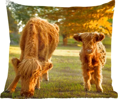 Produktbild von MuchoWow® Zierkissen Sofakissen Wohnzimmer Dekokissen 60x60 cm Schottisches Hochlandrind - Kalb - Herbst - Sitzfläche - Foto Polster