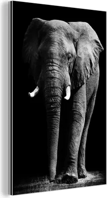 Produktbild von MuchoWow Wanddekoration Metall Metallbild Wandkunst 60x90 cm Elefant - Schwarz - Weiß - Wilde Tiere MuchoWow Aluminium Gemälde - Wandbilder - Aluminium