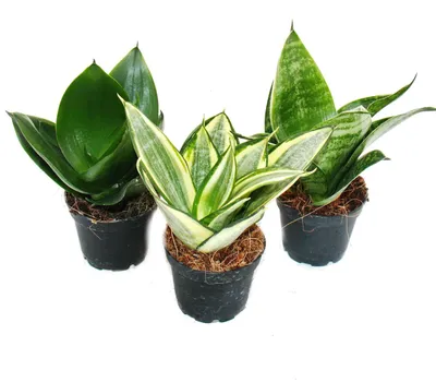 Produktbild von Sansevieria trifaciata hahnii - 3 versch. Pflanzen im 5,5cm Topf - Bogenhanf, Schwiegermutterzunge