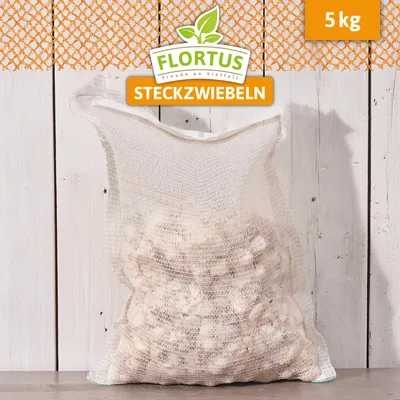 Artikelbild 6 von 'Winterpflanzknoblauch Messidrome' aus der Kategorie Winterpflanzknoblauch