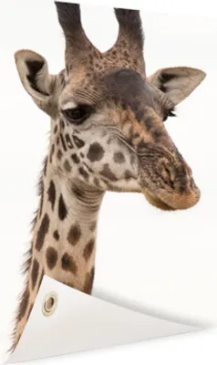 Produktbild von Gartenposter - 80x120 cm - Porträt einer Giraffe  - Modernes Wandbilder - Wilde Tierposter